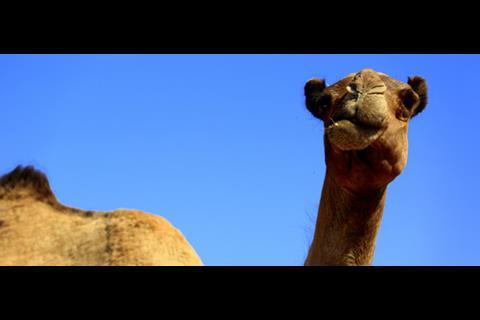 Tuk Tuk_Nubian desert camel